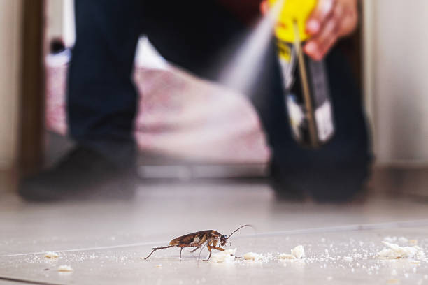 Best Rodent Control Near Me  in Chenango Bridge, NY